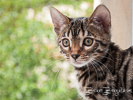 Bengal Cat Manali